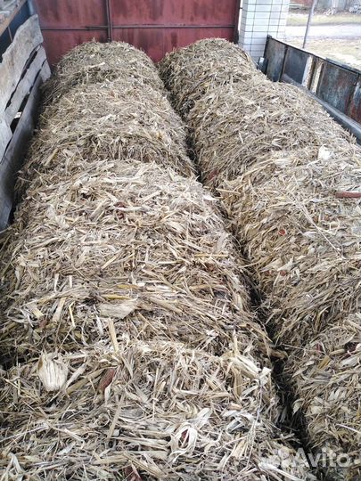 Сено кукурузное в рулонах