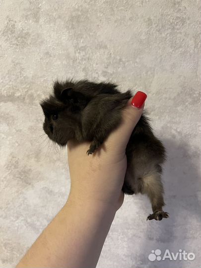 Морские свинки