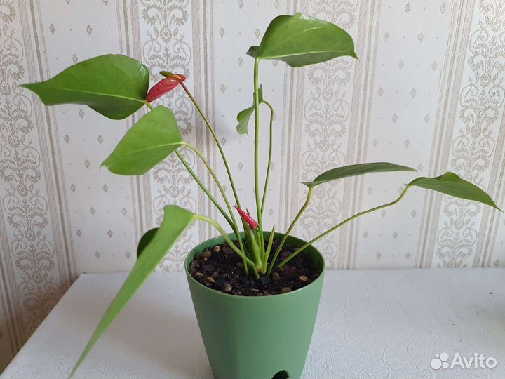Цветущий антуриум mini красный