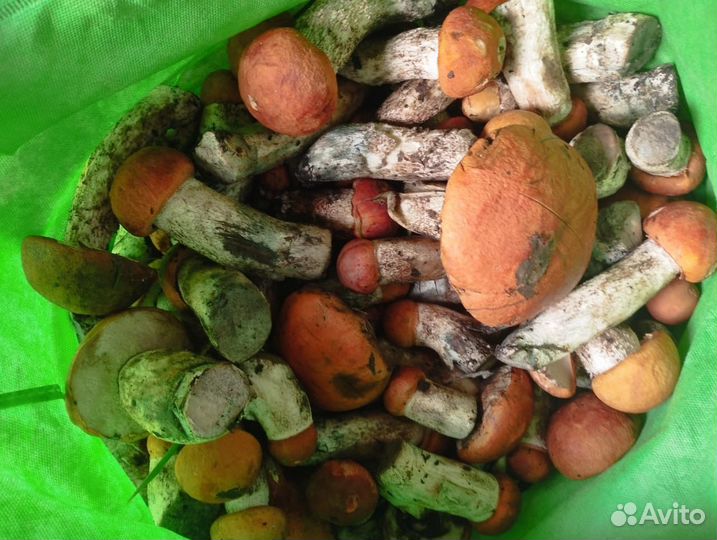 Грибы подосиновики