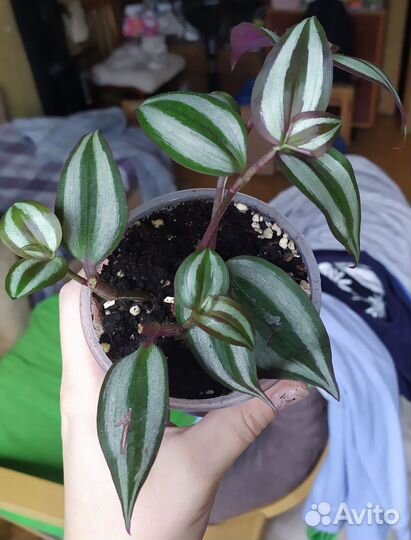 Традесканция зебрина