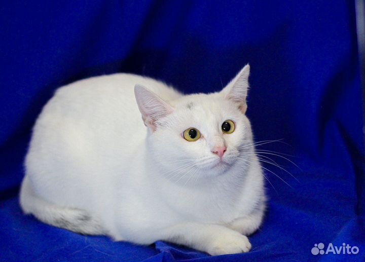 Кошки в добрые руки