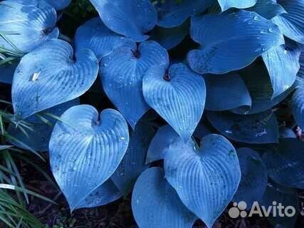 Семена хосты голубая
