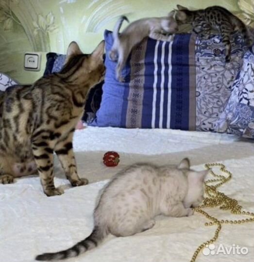 Бенгальская кошка