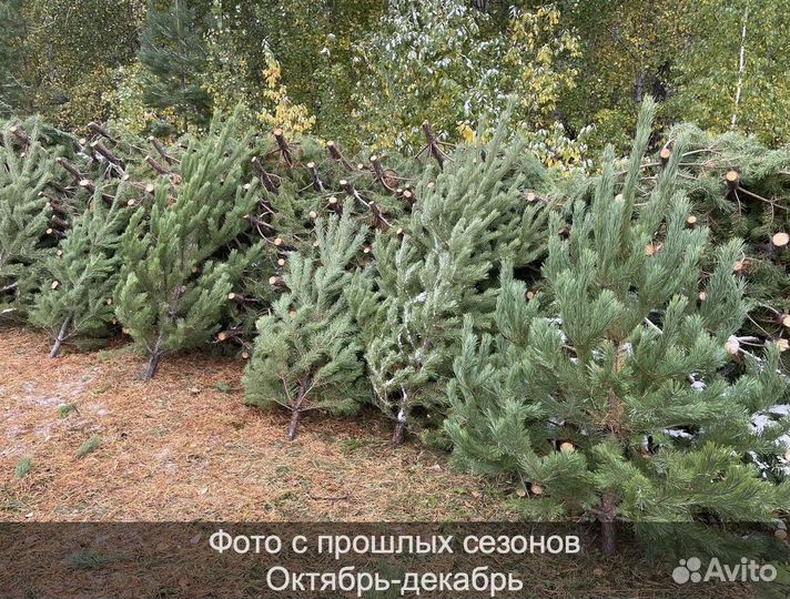 Сосна сентябрьская рождественская оптом