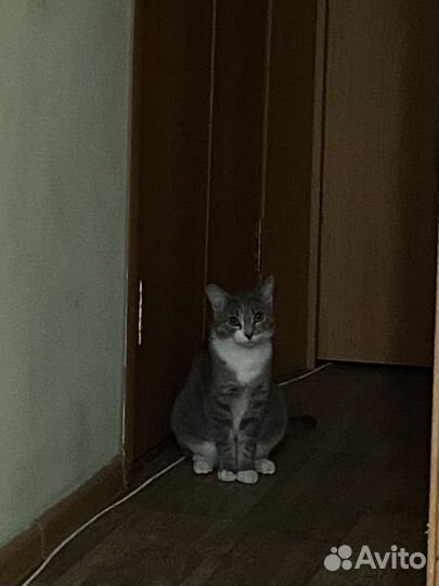 Кошки бесплатно