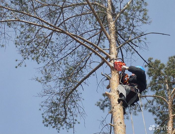 Дробилка веток, удаление деревьев