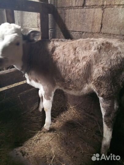 Корова и телята