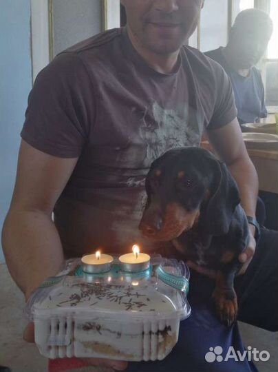 Такса бесплатно