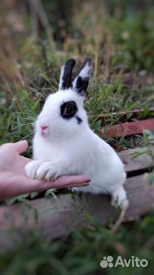 Кролики декоративные привиты