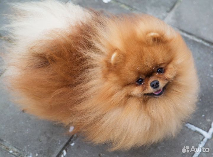 Нарядный померанец от пары чемпионов