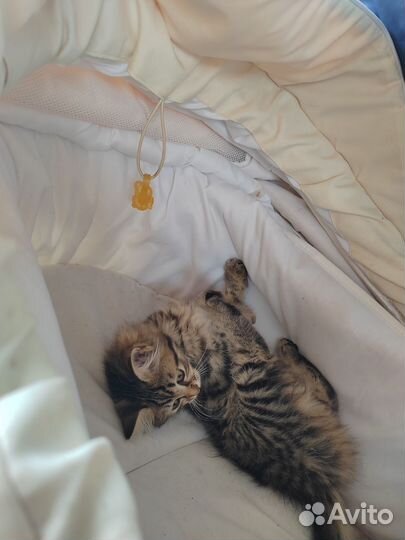 Европейская кошка