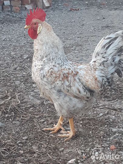 Петух рабочий возраст год