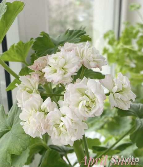 Пеларгония герань сортовая