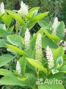 Фитолака (лаконос)