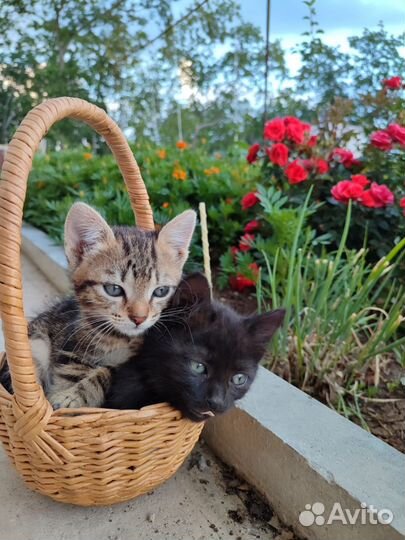 Британские котята в добрые руки