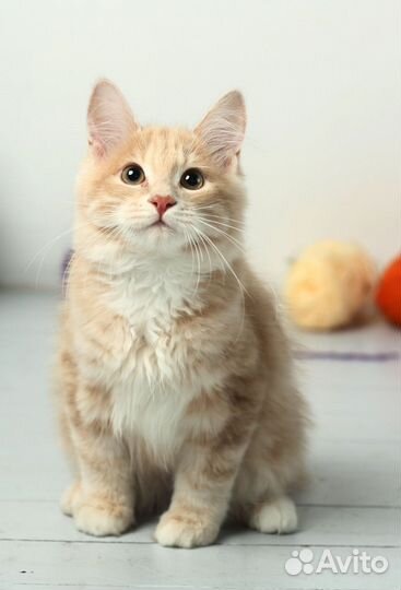 Курильский бобтейл шикарные представители породы