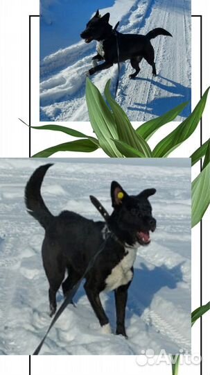 Собачка в поисках дома