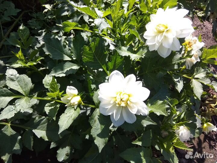 Георгины клубни