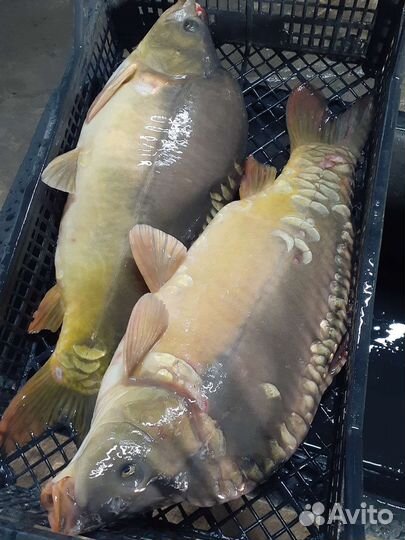 Карп,карась,раки