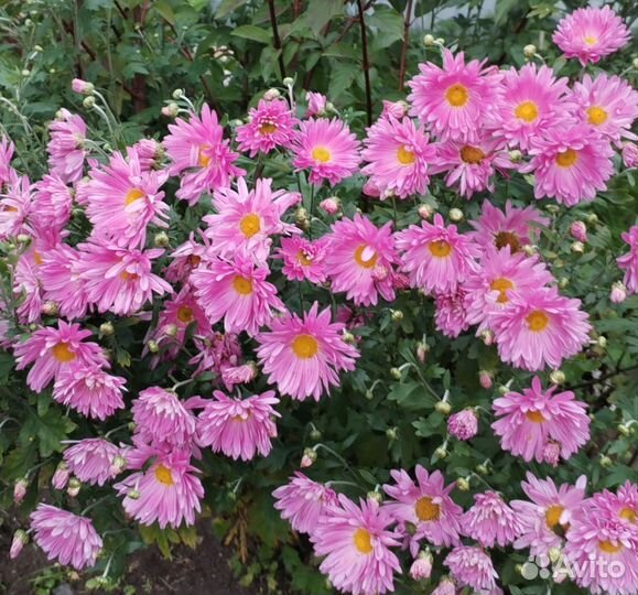 Хризантемы многолетние