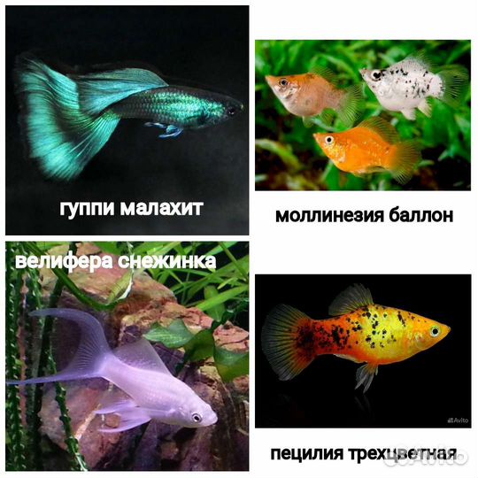 Гуппи, пецилии, моллинезии, меченосцы