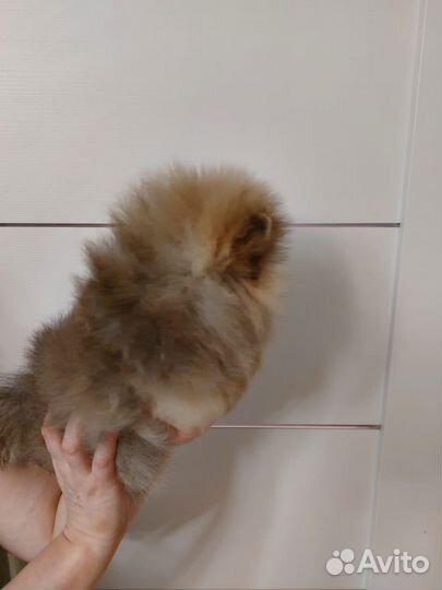 Померанский Шпиц Девочка