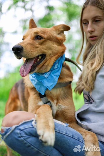 Собака по кличке Модус ищет хозяина