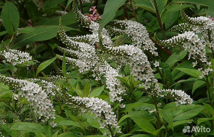 Вербейник ландышевый