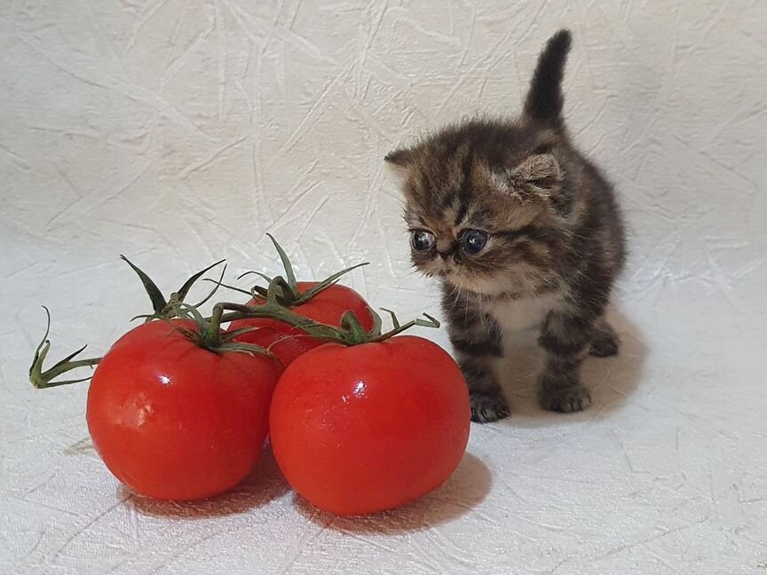 Чудо чудное, диво дивное мини мальчик