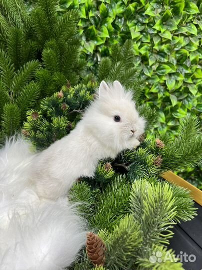 Элитный мини кролик