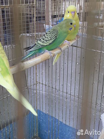 Волнистый попугай