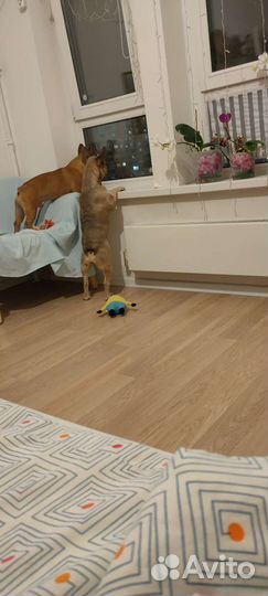 Передержка животных (собак,грызунов,птиц)