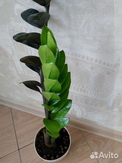 Замиокулькас чёрный 