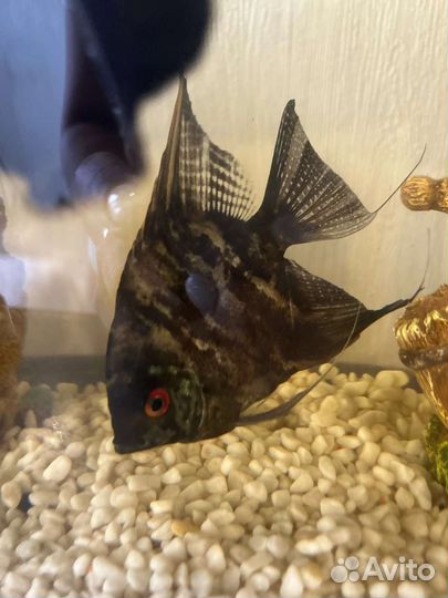 Аквариумные рыбки бесплатно