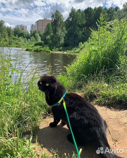 Отдам кота в добрые руки шотландский вислоухий