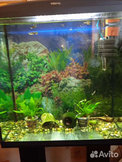 Аквариумы