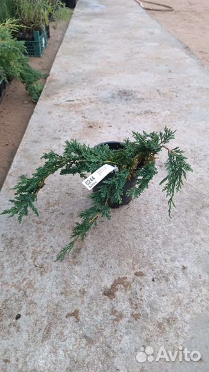 Мозжевельники