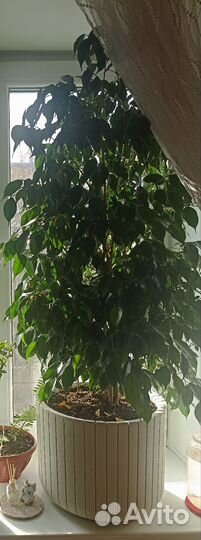 Фикус Бендж.(Эстер,Даниель, Кинки),Эластика Мелани