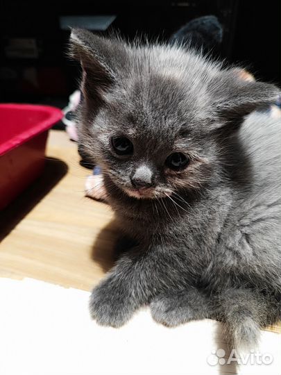 Метис котята 5 шт