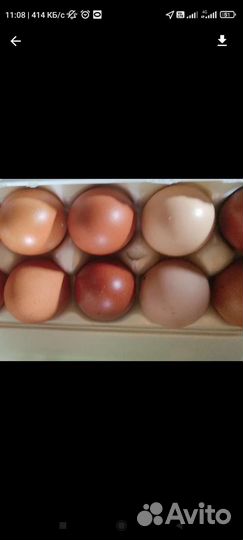 Домашние куриные, перепелиные яйца