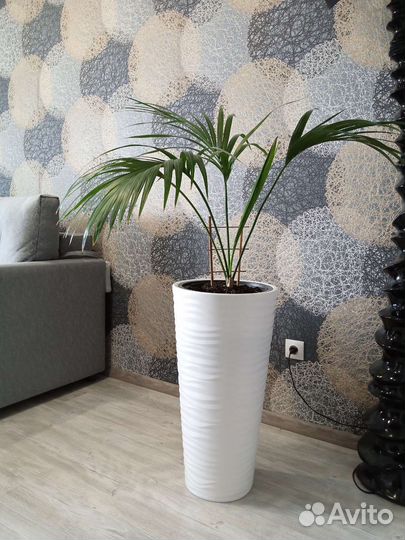 Пальма ховея