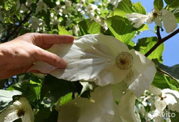 Давидия (лат. Davidia involucrata)