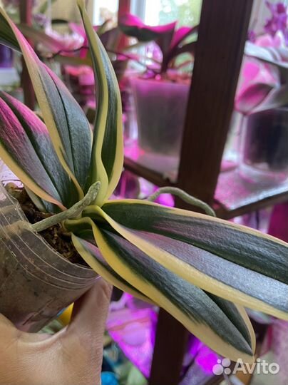 Орхидея фаленопсис