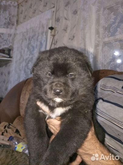 Щенки сибирской хаски мальчики