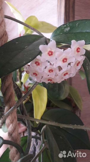 Комнатные растения- отростки и молодь