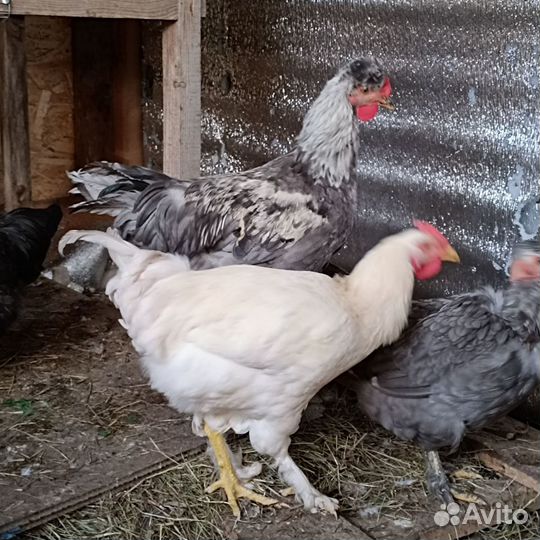 Молодые петушки