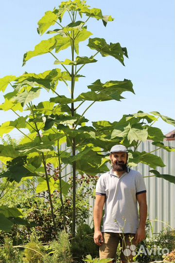 Павловния войлочная