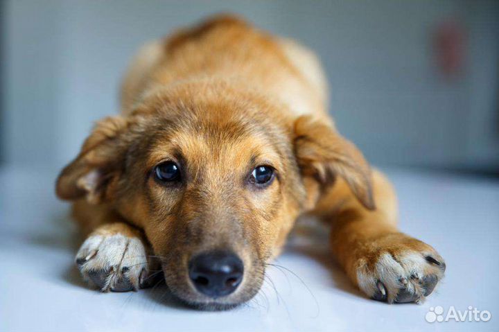 Щенок в добрые руки