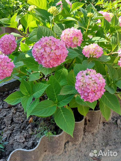 Гортензия саженцы